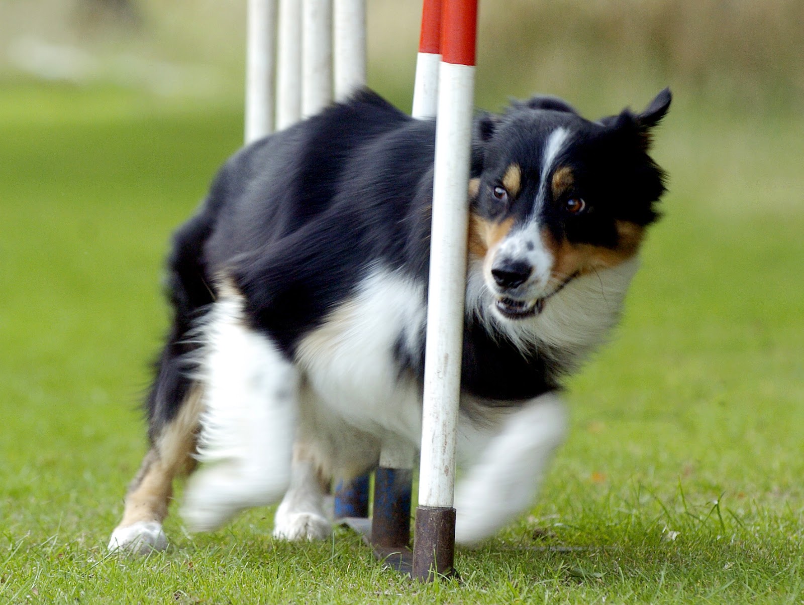 Agility Dog